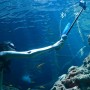 Монопод-аквапод GoPro с пультом для съемки под водой Telesin GP-WBT-001