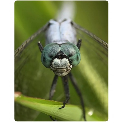Макрооб'єктив для телефону 45-85мм професійний Kase Master Macro Plus