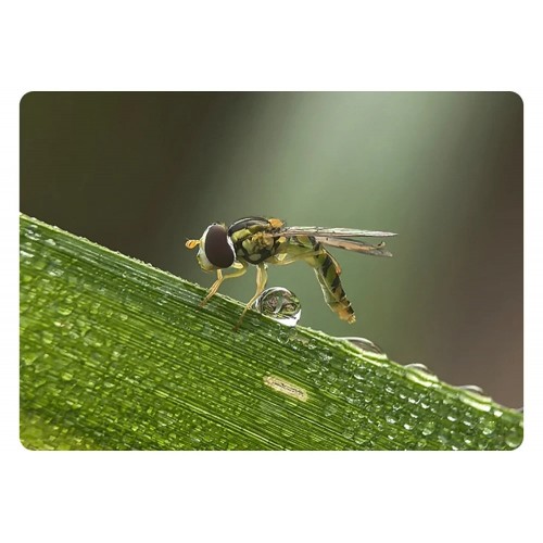 Макрооб'єктив для телефону 45-85мм професійний Kase Master Macro Plus