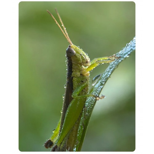 Макрооб'єктив для телефону 45-85мм професійний Kase Master Macro Plus